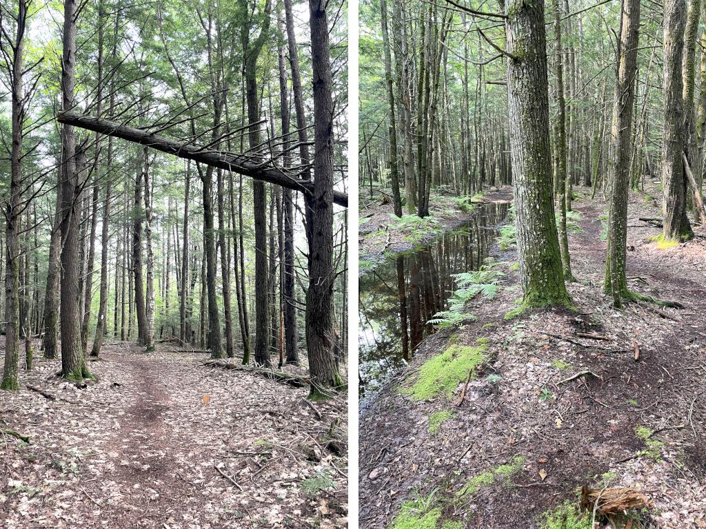 trails in July at Bachelder Trails near Loudon in southern New Hampshire