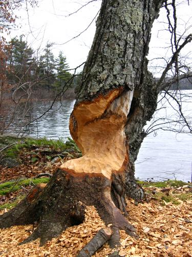 beaver work near Bald Mountain in New Hampshire