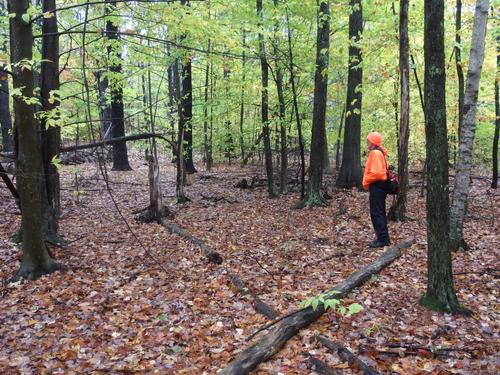 Dick in the woods on the way to Bald Hill near Newmarket in southeastern New Hampshire