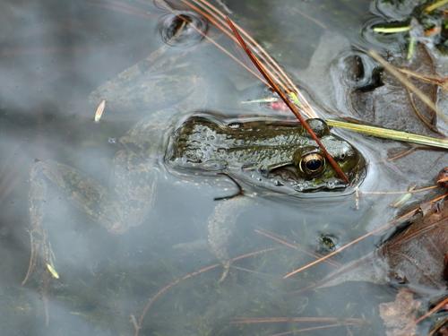 bullfrog in Bald Hill Conservation Area in northeastern Massachusetts