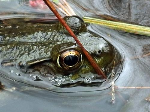 bullfrog in Bald Hill Conservation Area in northeastern Massachusetts