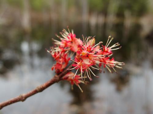 Red Maple in bloom at Bald Hill Conservation Area in northeastern Massachusetts