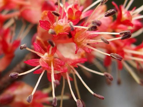 Red Maple in bloom at Bald Hill Conservation Area in northeastern Massachusetts