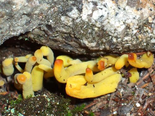 Yellow Spindle Coral