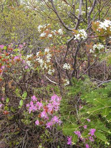 spring flowers on Baldface Mountain in New Hampshire