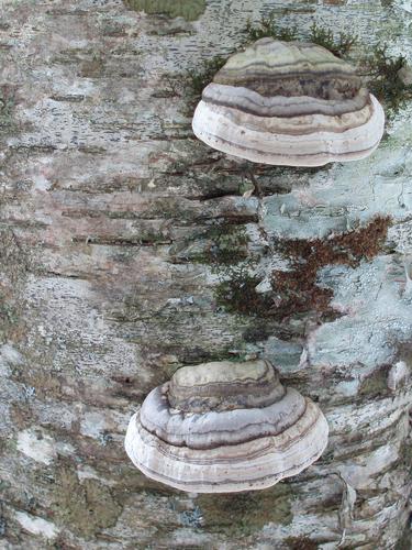 Tinder Polypore