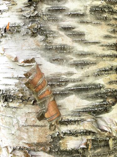 birch bark in May at Balsam Trail in northeast MA