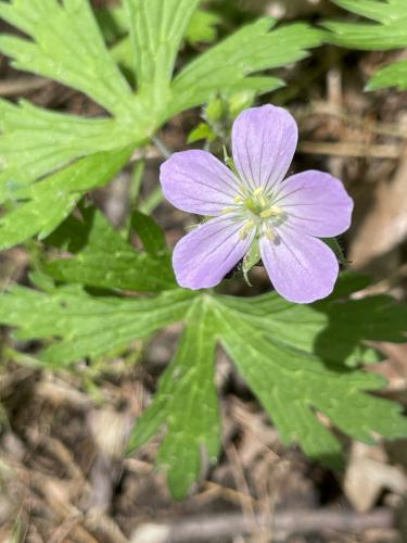 Wild Geranium (Geranium maculatum) in May at Balsam Trail in northeast MA