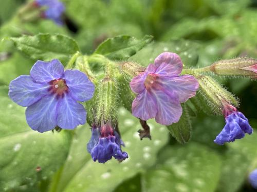 Common Lungwort (Pulmonaria officinalis) in May at Balsam Trail in northeast MA