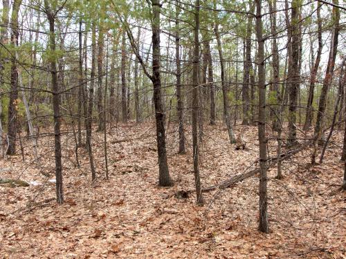 summit in March at Barker Hill in eastern Massachusetts