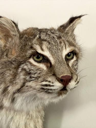 bobcat taxidermy in July in the visitor's center at Bartholomew's Cobble in southwestern Massachusetts