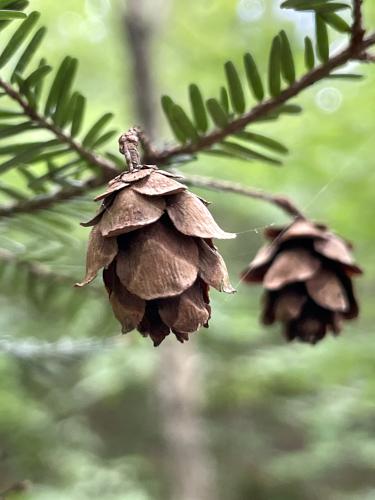 Hemlock cones in July at Bartholomew's Cobble in southwestern Massachusetts