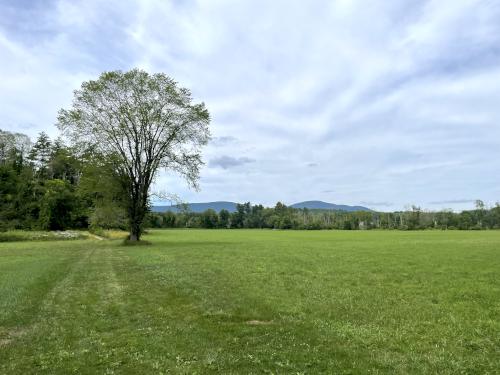 Ashley Field in July at Bartholomew's Cobble in southwestern Massachusetts