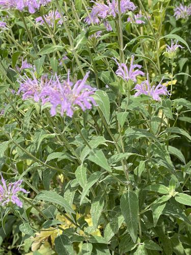 Wild Bergamot (Monarda fistulosa) in July at Bartholomew's Cobble in southwestern Massachusetts