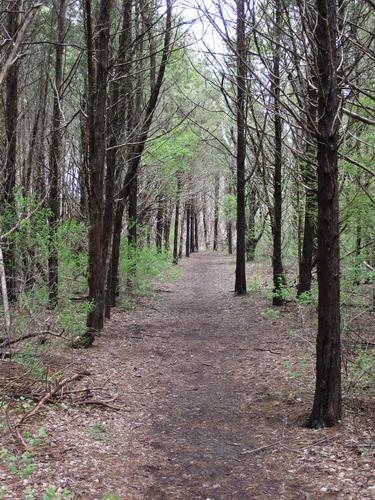 trail at Bay Farm Conservation Area in eastern Massachusetts