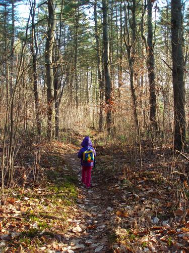 hiker at Bear Brook State Park in New Hampshire