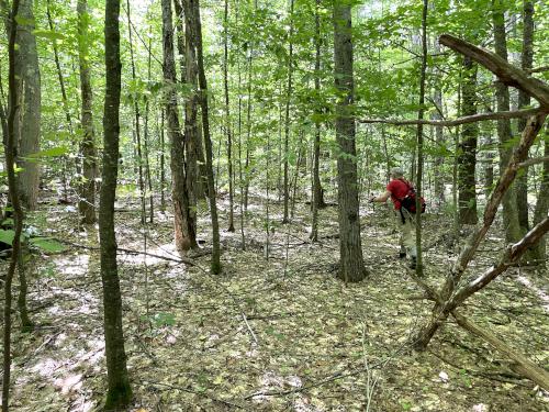 bushwhacking in August at Bear Hill near Hillsboro in southern NH