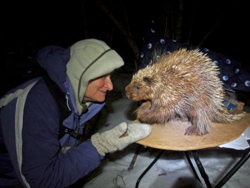 Andee and porcupine at Beaver Brook in southern New Hampshire