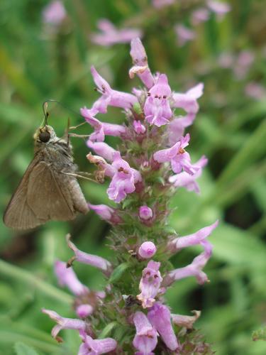 Wood Betony (Stachys officinalis)