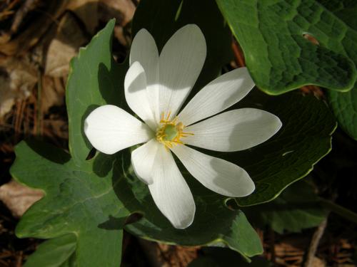 Bloodroot