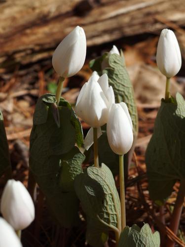 Bloodroot (Sanguinaria canadensis)