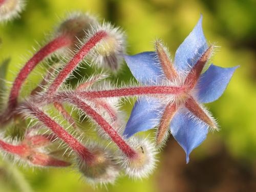 Borage (Borago officinalis) blooming at Beaver Brook in New Hampshire