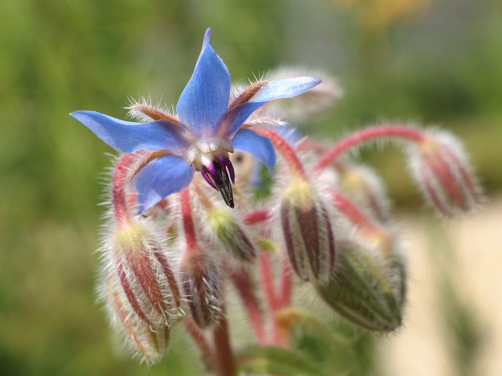 Borage (Borago officinalis) blooming at Beaver Brook in New Hampshire