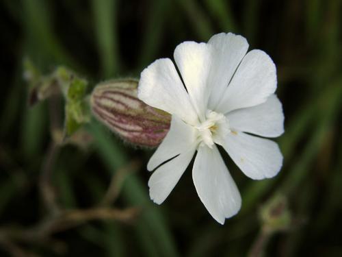 White Campion (Silene latifolia)