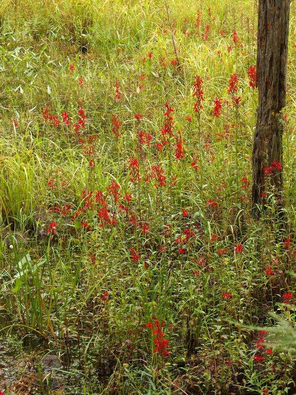 Cardinal Flowers (Lobelia cardinalis) in bloom in August at Beaver Brook in southern New Hampshire