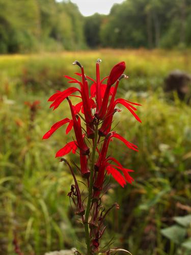 Cardinal Flowers (Lobelia cardinalis) in bloom at Beaver Brook in southern New Hampshire