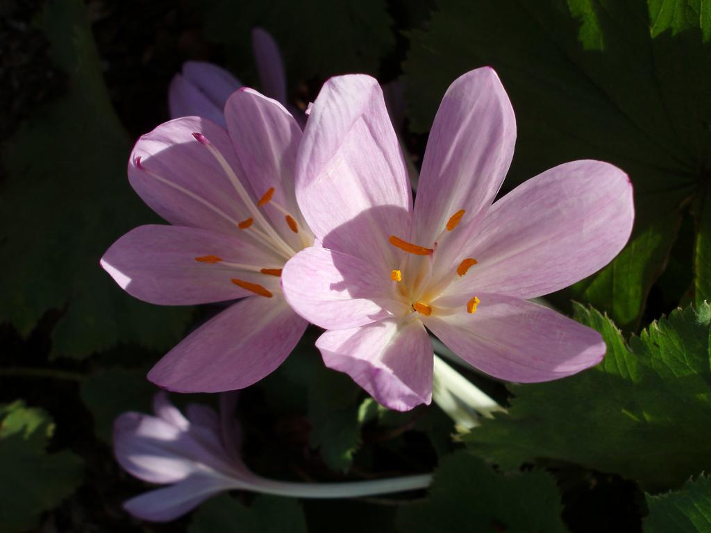 Autumn Crocus (Colchicum autumnale) in September at Beaver Brook in southern New Hampshire