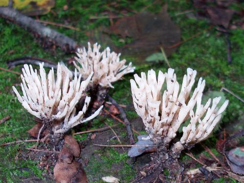 False Coral Fungus