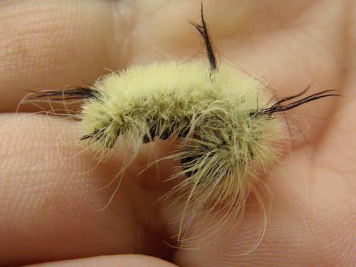 American Dagger Moth (Acronicta americana)