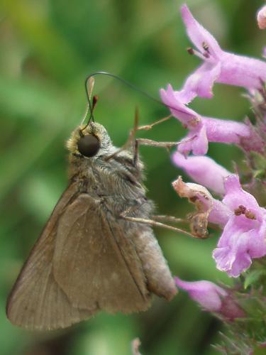 Dun Skipper (Euphyes vestris)