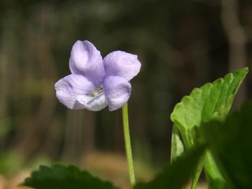 Northern Downy Violet