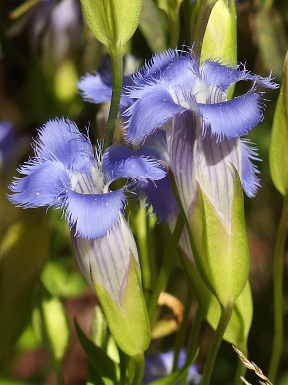 Fringed Gentian (Gentianopsis crinita) in September at Beaver Brook in southern New Hampshire