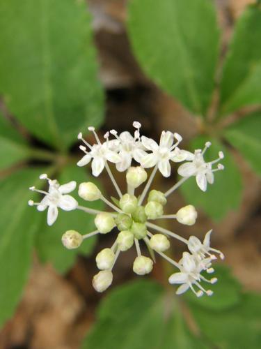 Dwarf Ginseng