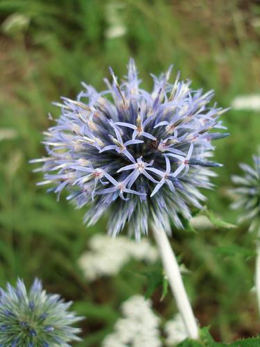 Globe Thistle