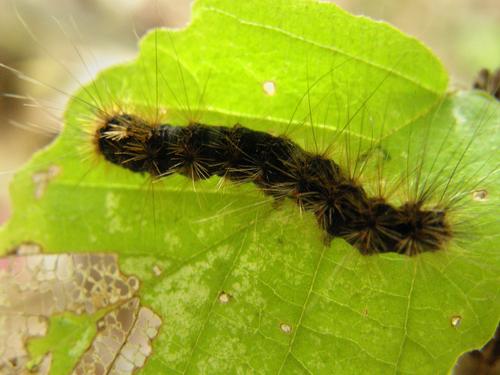 possibly Charlotte's Tiger Moth (Apantesis carlotta)