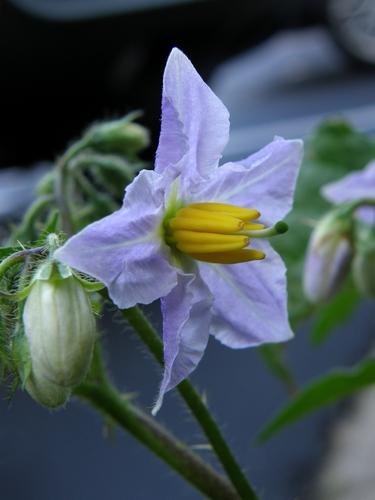 Horse Nettle