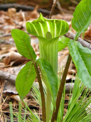 Jack-in-the-pulpit (Arisaema triphyllum)