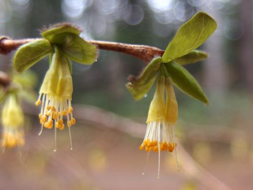 Eastern Leatherwood (Dirca palustris) blooming at Beaver Brook in New Hampshire