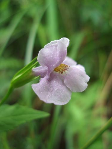 Allegheny Monkey-flower (Mimulus ringens)