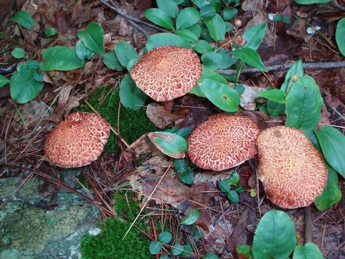 Painted Bolete