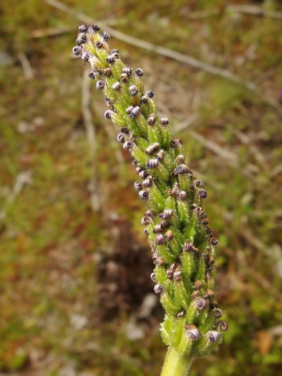 Pickerel Weed (Pontederia cordata) in fruit in August at Beaver Brook in New Hampshire