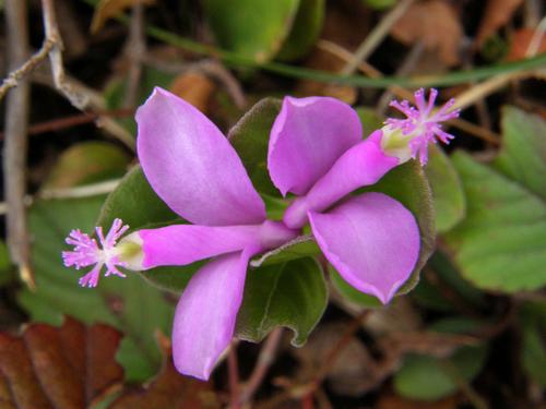 Fringed Polygala