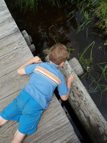 explorer on boardwalk over Beaver Brook in New Hampshire