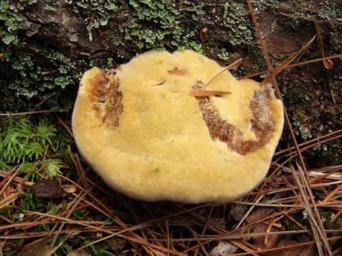 Tender Nesting Polypore