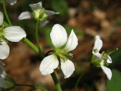 Broad-leaved Toothwort