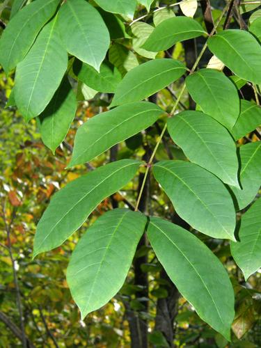 Poison Sumac (Rhus vernix)